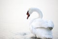 Beautiful white swans floating