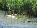 Two white swans in lake, Lithuania