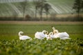 Beautiful white swans in a green field in winter Royalty Free Stock Photo