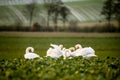 Beautiful white swans in a green field in winter Royalty Free Stock Photo