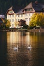 Beautiful white swans on Hallstatt lake Royalty Free Stock Photo