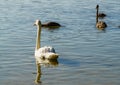 Beautiful white swans on the lake along with the chicks Royalty Free Stock Photo