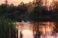 Beautiful white swans in the lake in sunset light, nature landscape Royalty Free Stock Photo