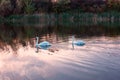 Beautiful white swans in the lake in sunset light, nature landscape Royalty Free Stock Photo