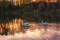 Beautiful white swans in the lake in sunset light, nature landscape Royalty Free Stock Photo