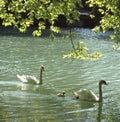 swan and her cub Royalty Free Stock Photo