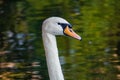 Beautiful white swans on the Patriarch Ponds Royalty Free Stock Photo