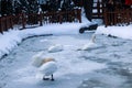 Beautiful white swans standing on a frozen pond on a very cold day at Kugulu Park in Ankara Royalty Free Stock Photo