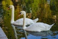 Beautiful white swans on the Patriarch Ponds Royalty Free Stock Photo