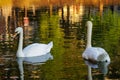 Beautiful white swans on the Patriarch Ponds Royalty Free Stock Photo