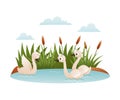 Beautiful white swans swimming in the pond cartoon vector illustration Royalty Free Stock Photo