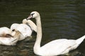 Beautiful White Swans Swimming In A Pond  At The Hagerstown Maryland City Park Royalty Free Stock Photo