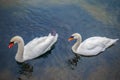 White swans swimming on River Coln in England Royalty Free Stock Photo