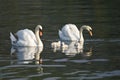 Beautiful white swans with their nestling Royalty Free Stock Photo