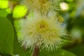 Beautiful White syzygium malaccense flower Royalty Free Stock Photo