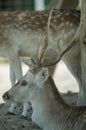 Beautiful White Tail Fawn Deer Royalty Free Stock Photo