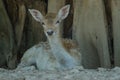 Beautiful White Tail Fawn Deer Royalty Free Stock Photo