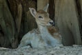 Beautiful White Tail Fawn Deer Royalty Free Stock Photo