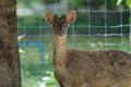 Beautiful White Tail Fawn Deer Royalty Free Stock Photo