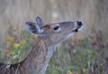 A Beautiful white-tailed deer female closeup on a summer day in Ottawa, Canada Royalty Free Stock Photo