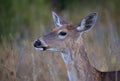 A Beautiful white-tailed deer female closeup on a summer day in Ottawa, Canada Royalty Free Stock Photo