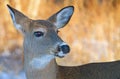 A Beautiful white-tailed deer female closeup at sunset in winter in Canada Royalty Free Stock Photo