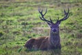 a deer laying on top of a lush green field of grass Royalty Free Stock Photo