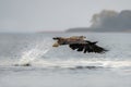 White tailed eagle Haliaeetus albicilla taking a fish out of the water of the oder delta in Poland, europe. The catch. Writing s