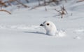 A White-tailed Ptarmigan in a Snowy Meadow in the Colorado Rocky Mountains Royalty Free Stock Photo