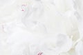 beautiful white tender peony flower Royalty Free Stock Photo