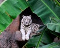 Beautiful White Tiger Royalty Free Stock Photo