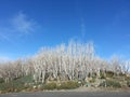 Beautiful White Tress At Top of Blue Mountain, Melbourne Royalty Free Stock Photo