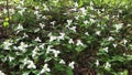 Beautiful White Trillium, Trillium grandiflorum