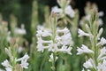 Beautiful white tuberose rajnigandha flower in garden