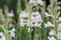 Beautiful white tuberose rajnigandha flower in garden