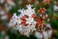 Beautiful white tubular flowers of abelia grandiflora flowering in summer