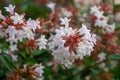 Beautiful white tubular flowers of abelia grandiflora flowering in summer