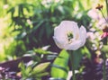 Beautiful white tulip