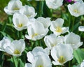 Beautiful white tulip field closeup Royalty Free Stock Photo