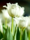 Beautiful white tulip flower blooming in spring