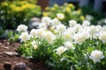 Beautiful white tulip flowers blooming in the spring garden, select focus image of small white flower bed in the garden, AI