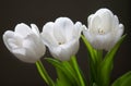 Hermoso blanco tulipanes 