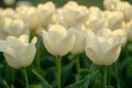 Beautiful white tulips covered with morning dew blooming in spring Royalty Free Stock Photo