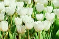 Beautiful white tulips flower with green leaf in tulip field Royalty Free Stock Photo