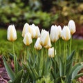 Beautiful white tulips growing in a backyard garden in summer. Pretty flowering plants beginning to bloom and blossom on Royalty Free Stock Photo