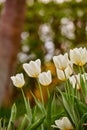 Beautiful white tulips growing in the garden in early spring on a sunny day. Vibrant flowers blooming outdoors in a park Royalty Free Stock Photo