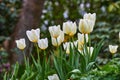 Beautiful white tulips growing in a garden outdoors in early spring. Bunch of pretty and vibrant flowers blooming in a Royalty Free Stock Photo