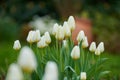 Beautiful white tulips outdoors on a sunny Spring day. Fresh bunch of flowers in garden with green stems and white Royalty Free Stock Photo