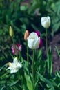 Beautiful white tulips in sunny spring garden Royalty Free Stock Photo