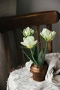 Beautiful white tulips in vintage vase on old wooden chair with linen cloth composition. Spring countryside still life. Spring Royalty Free Stock Photo